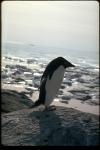 Penguin10.jpg